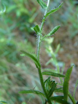 Tige dépourvue de feuilles dans la partie supérieure mais feuillées et pourvue de longs poils dans le bas. Agrandir dans une nouvelle fenêtre (ou onglet)